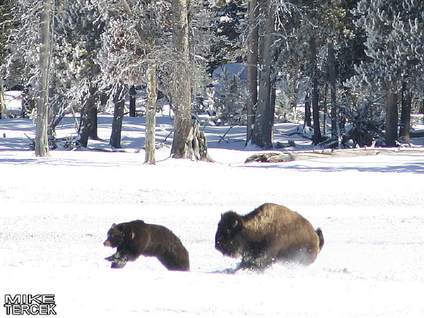 Buffaloes tougher than Bears?! The By